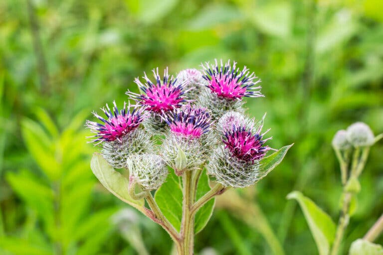 Beneficios de la bardana: una planta con muchos usos medicinales