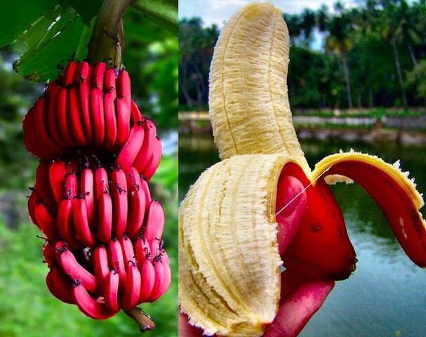 Batido de plátano rojo.