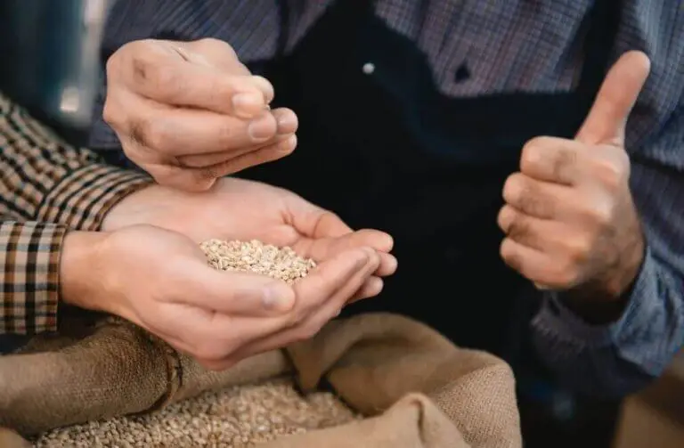 Receta para preparar leche de cebada