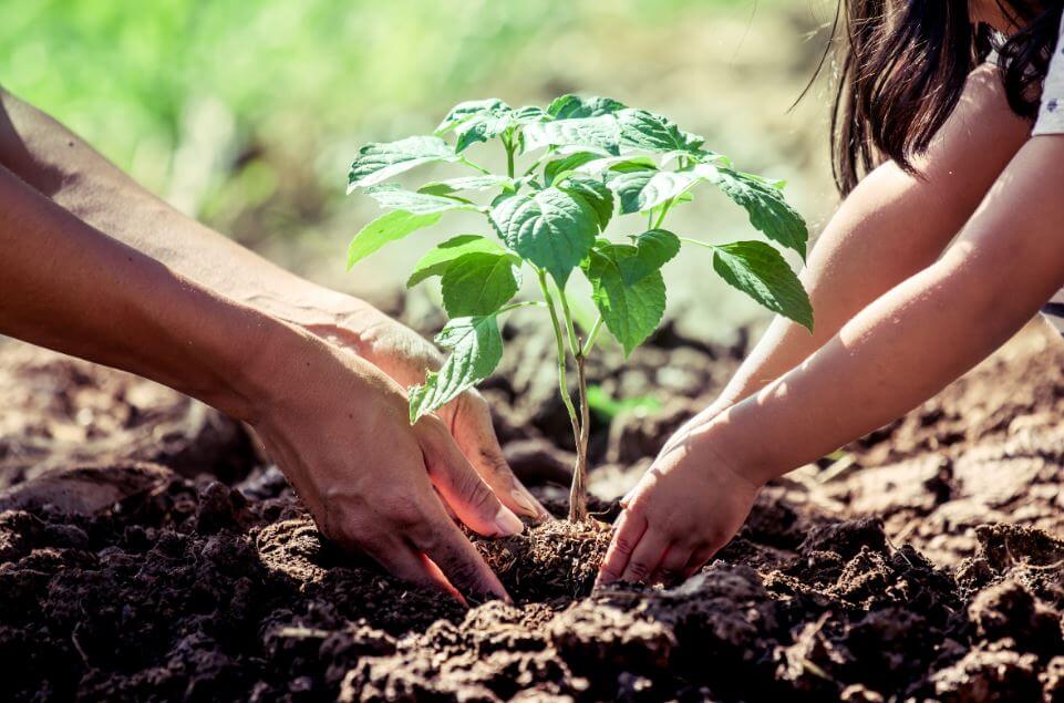 Qué debes saber antes de sembrar un árbol en casa? — Mejor con Salud