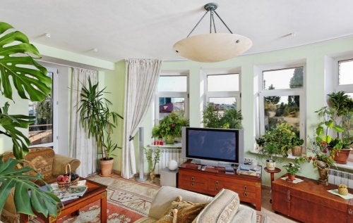 Aprende a decorar con plantas tus espacios