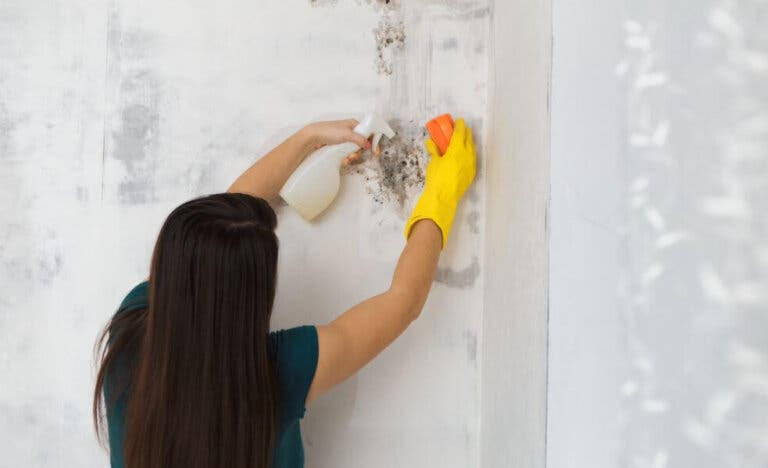Cómo eliminar el moho de la casa