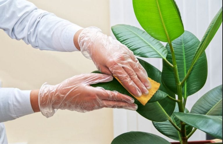 ¿Cómo limpiar las hojas de las plantas en casa?