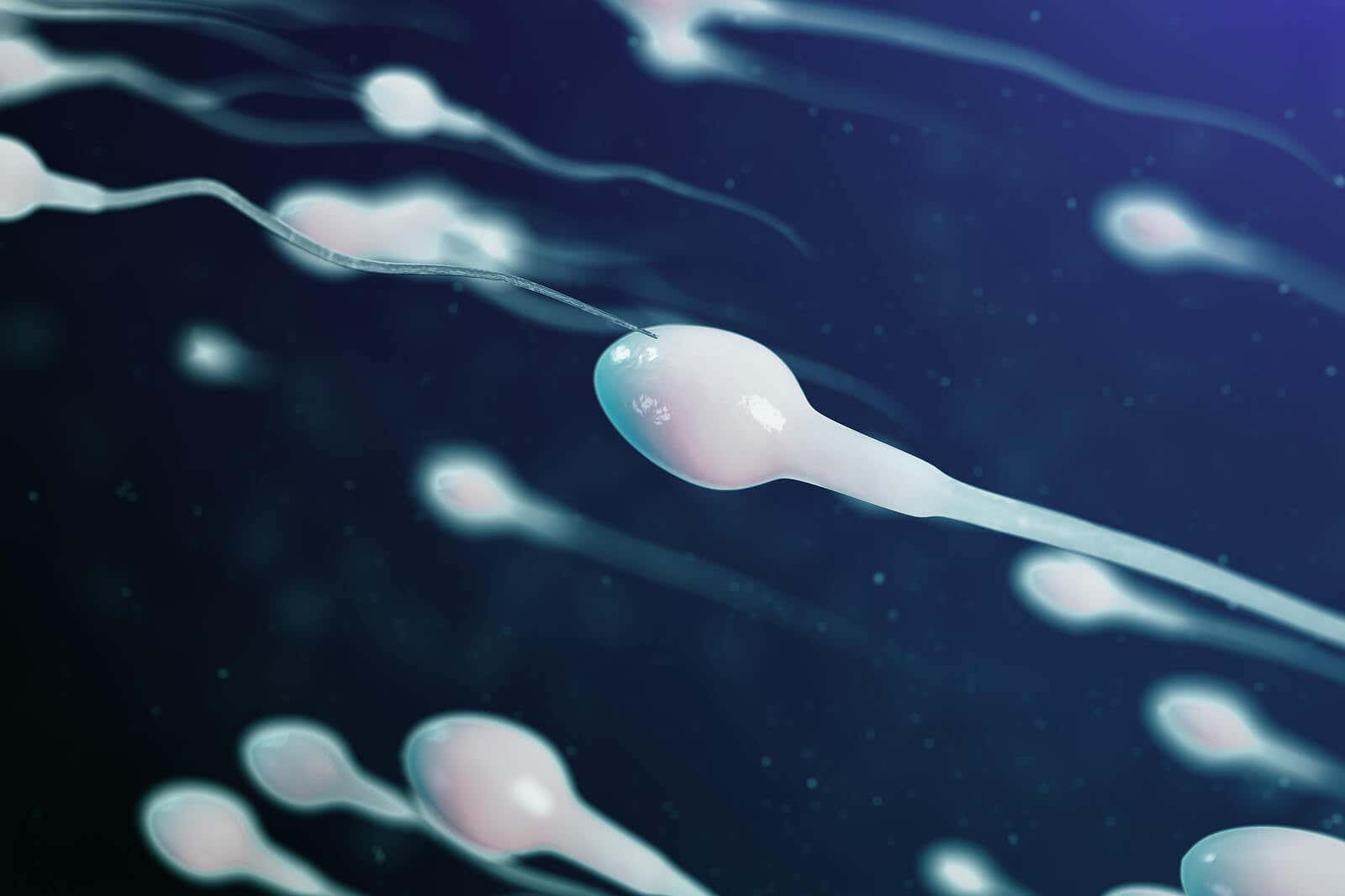 Sperme dans le sperme.