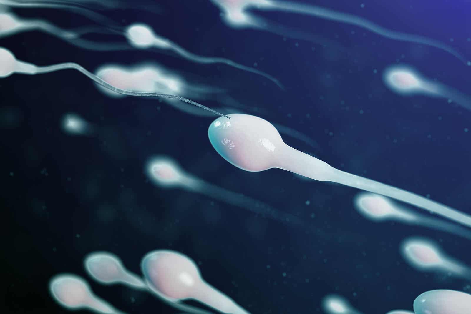Espermograma para la fertilidad masculina.