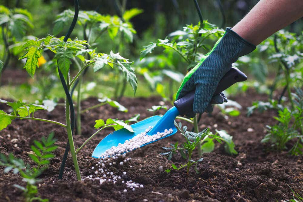 Nawożenie gleby i sadzenie karczochów