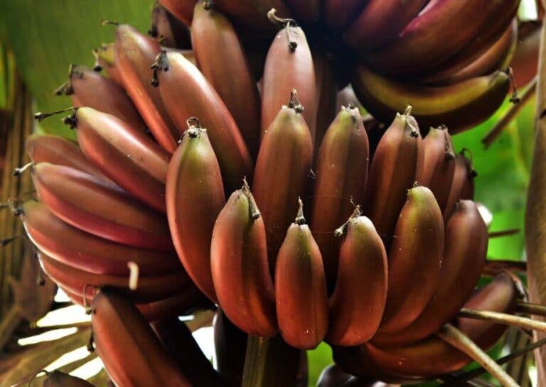 3 recetas deliciosas con plátano rojo