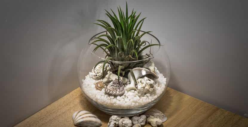 Pecera de cristal con conchas, piedras y una planta para humidificar el ambiente.
