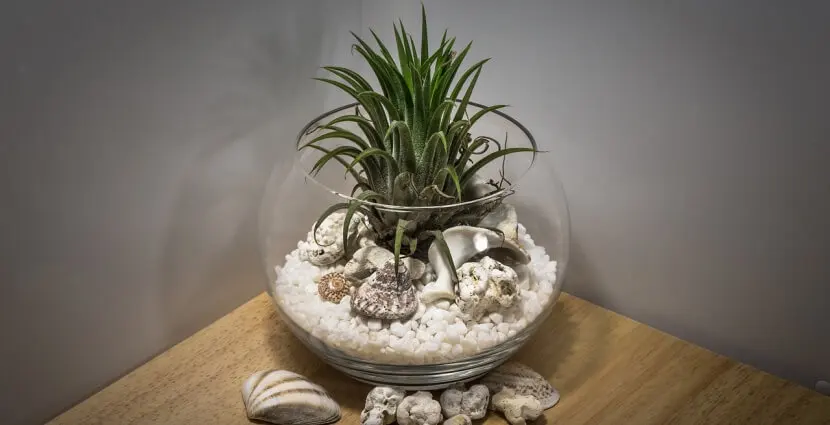 Pecera de cristal con conchas, piedras y una planta para humidificar el ambiente.