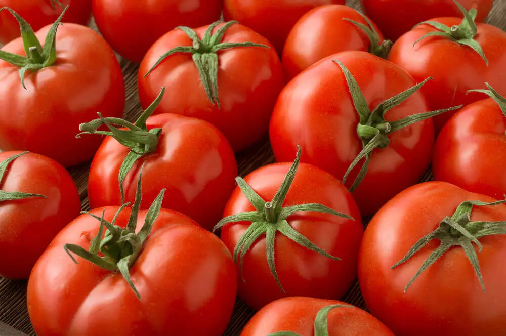 Tomates frescos para comer.
