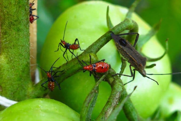 5 venenos para exterminar las plagas