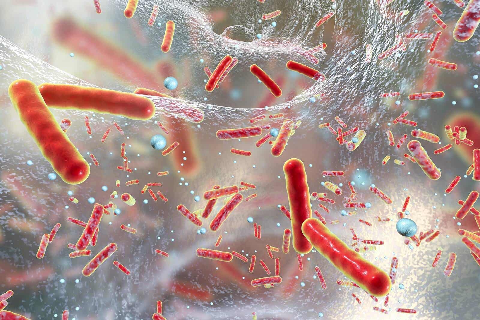 bacteria salmonella y otros bacilos