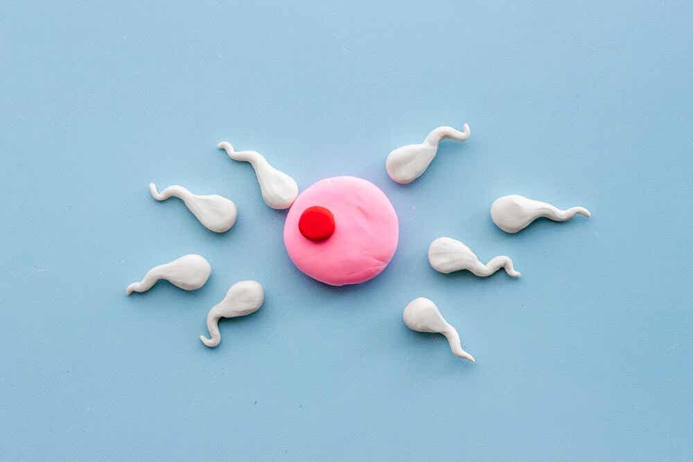 Características de la ovulación