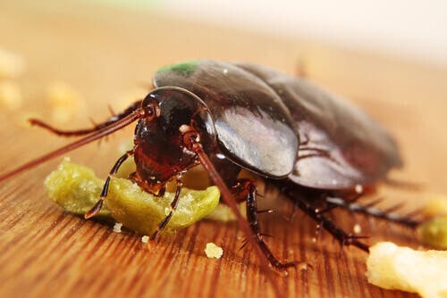 Cucarachas comiendo migajas.