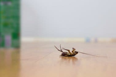 5 trucos para repeler las cucarachas sin usar insecticidas