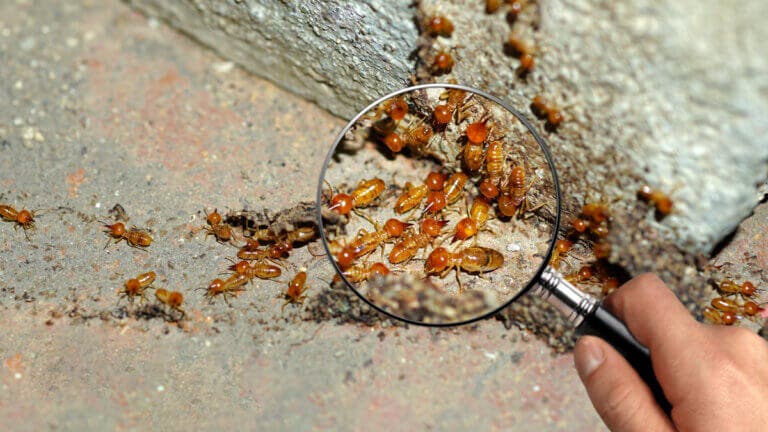 ¿Cómo eliminar el comején de la casa de manera eficaz?