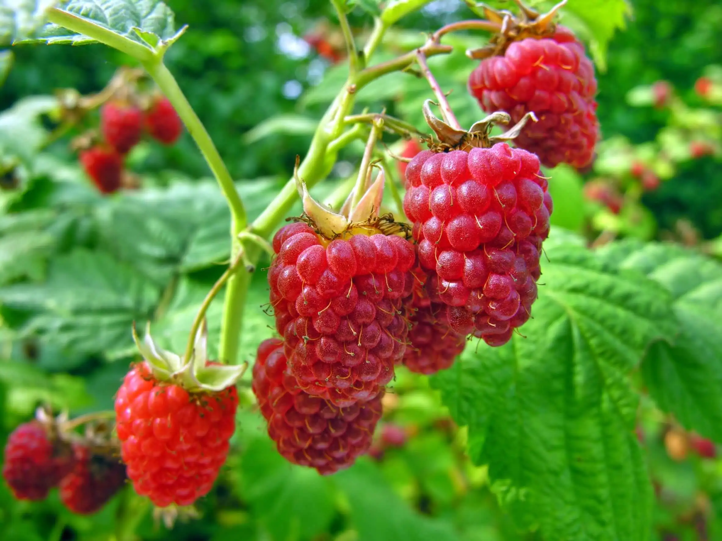 Deliciosas frambuesas