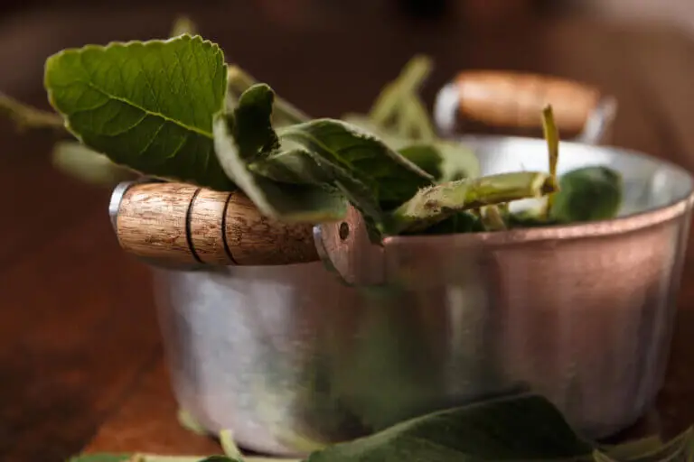 Cómo preparar una infusión de boldo para proteger el hígado