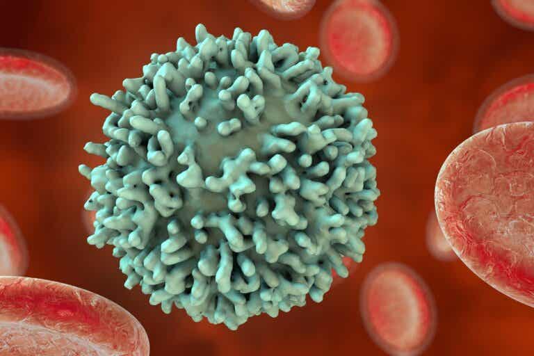 ¿Qué son los linfocitos B y qué función cumplen?