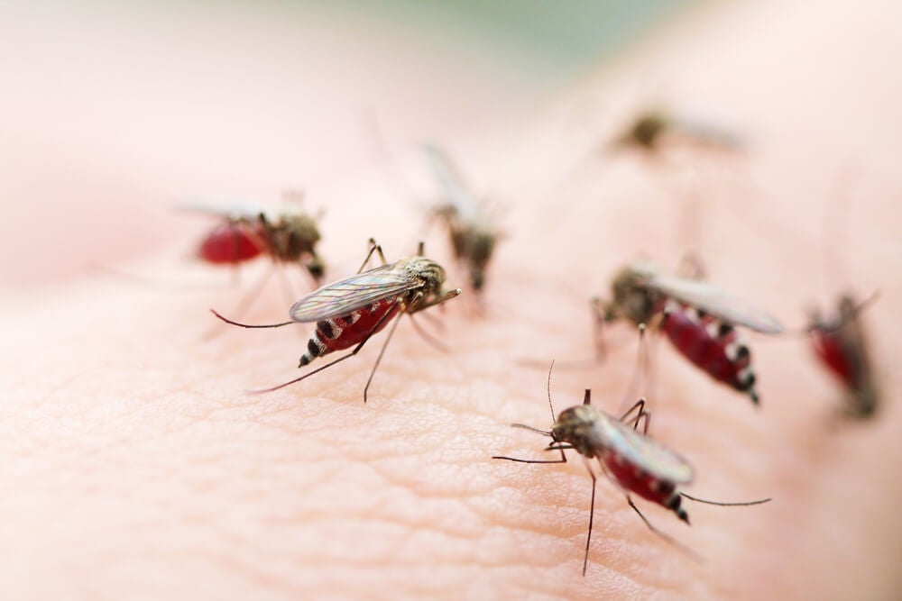 Picadura del mosquito del paludismo o malaria