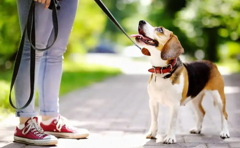 Pasear al perro.