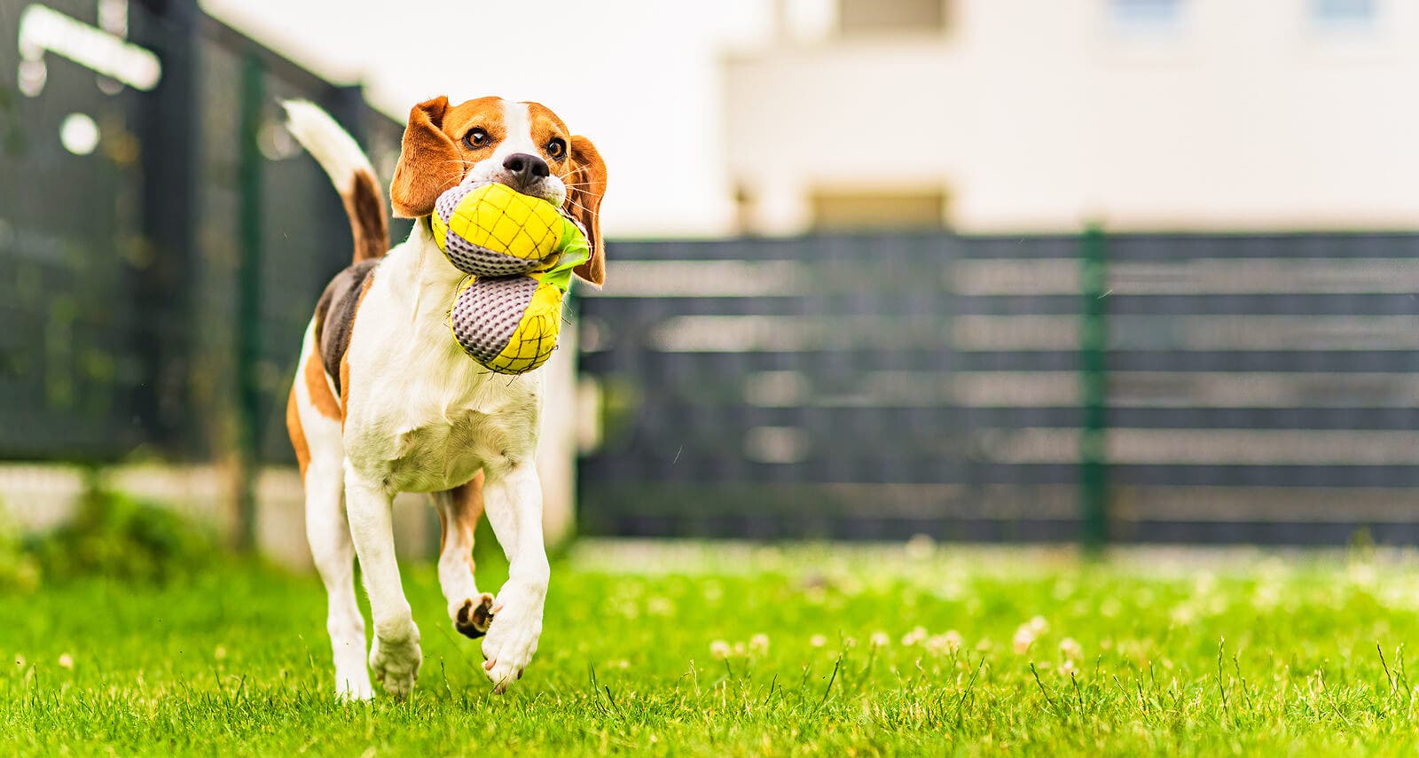 Chien jouant avec un jouet dangereux.