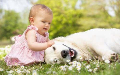 Bebé jugando con un perro en la hierba