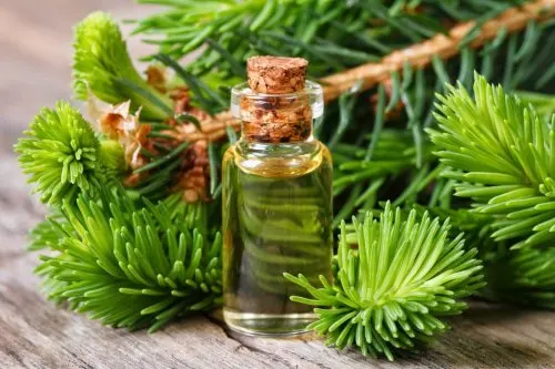 El pino es un excelente aromatizador.