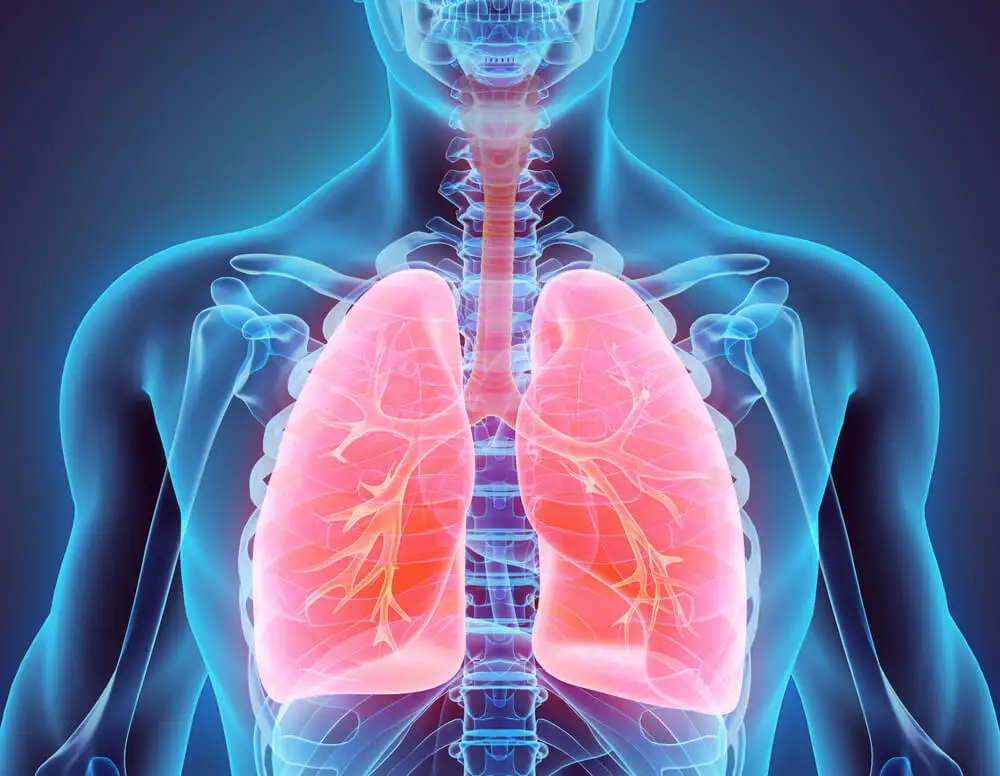 Pulmones.