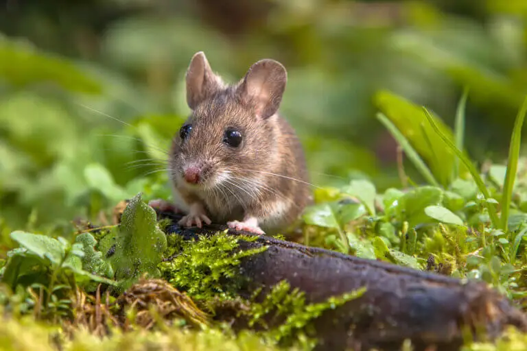 ¿Qué es el hantavirus?