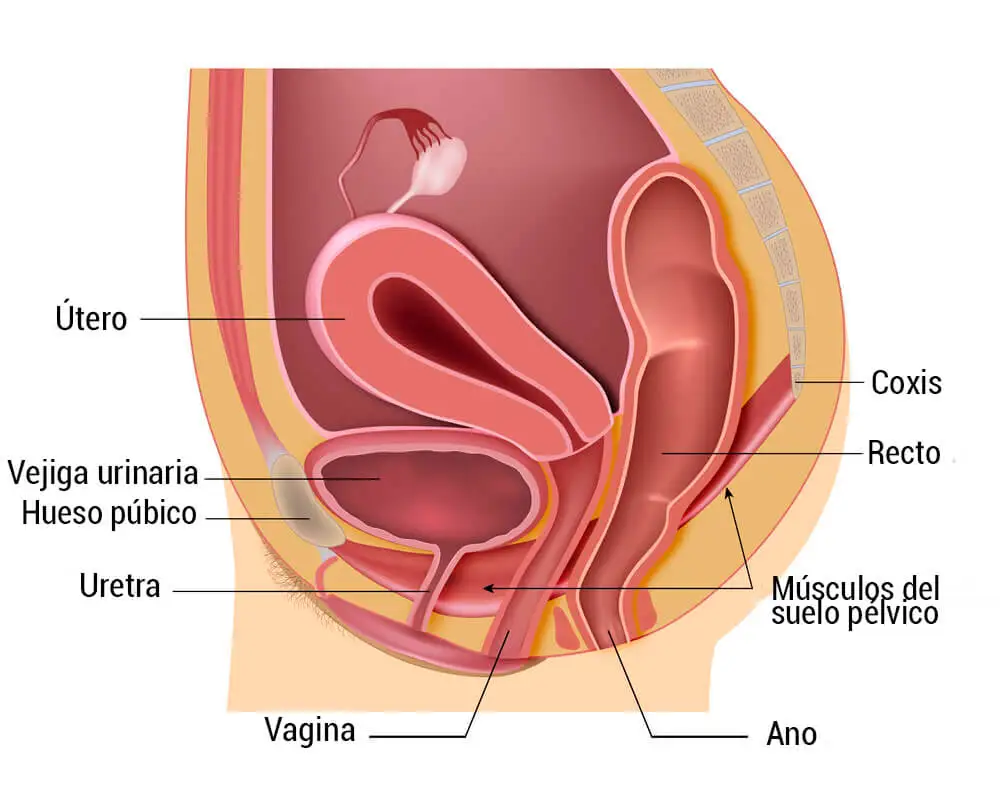 Anatomía del suelo pélvico