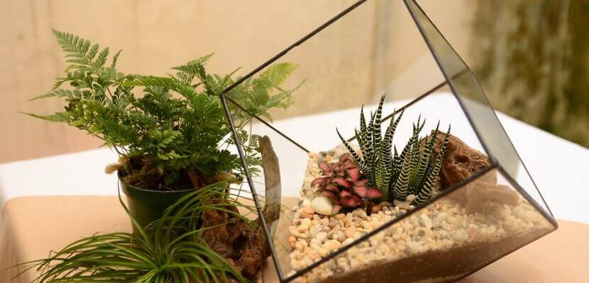 Realizar un terrario de cristal es sencillo y económico.