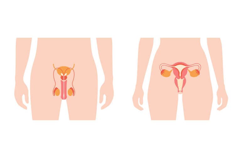 8 datos que no conocías de la zona íntima de la mujer y el hombre