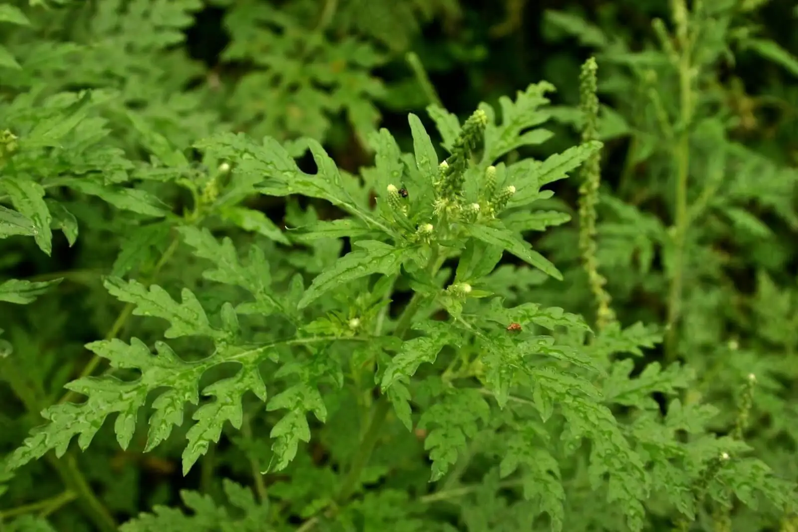 Artemísia na planta.