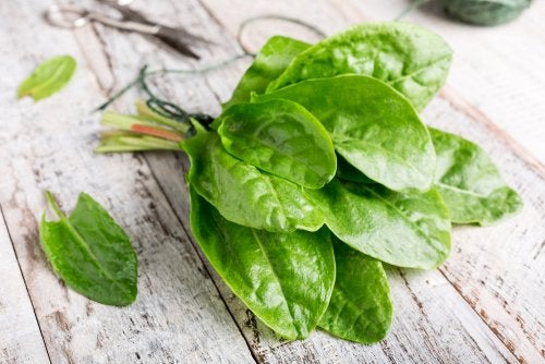 Consume acedera si tienes deficiencia de vitamina C