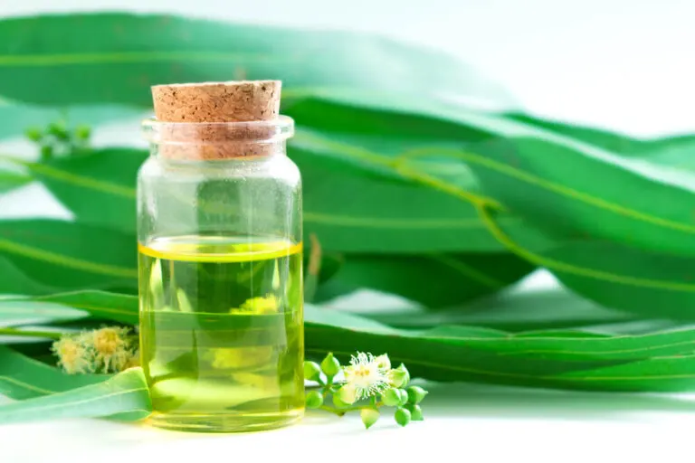 5 remedios naturales con eucalipto que debes saber