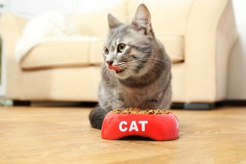 La alimentación de los gatos debe contener carbohidratos.