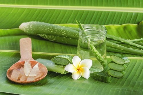 No te pierdas las propiedades que tiene el aloe vera para tu salud