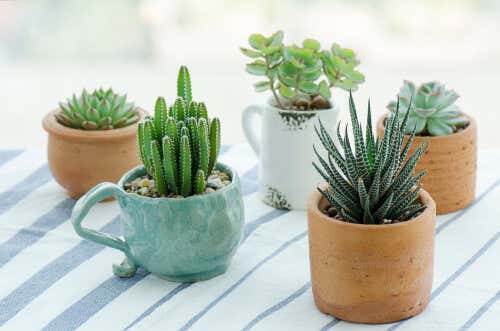 Mugs avec cactus pour réutiliser les vieux ustensiles de cuisine