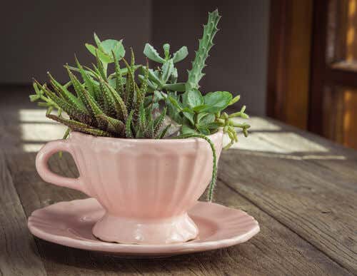 Cactus en una taza de té.