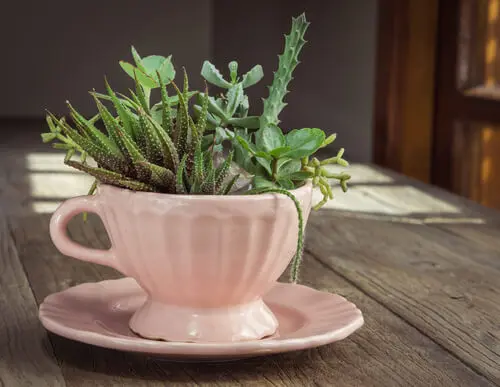 Cactus en una taza de té.