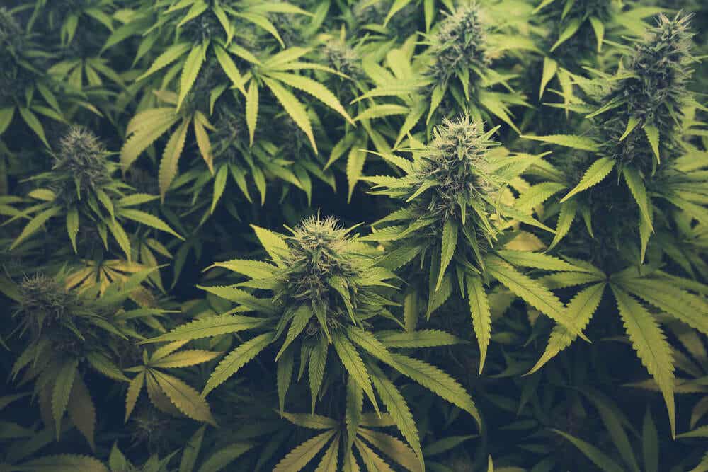 Planta de cannabis.