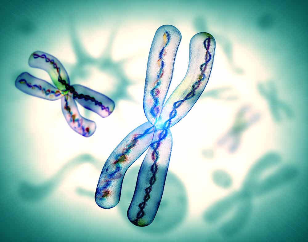 cromosomas del adn
