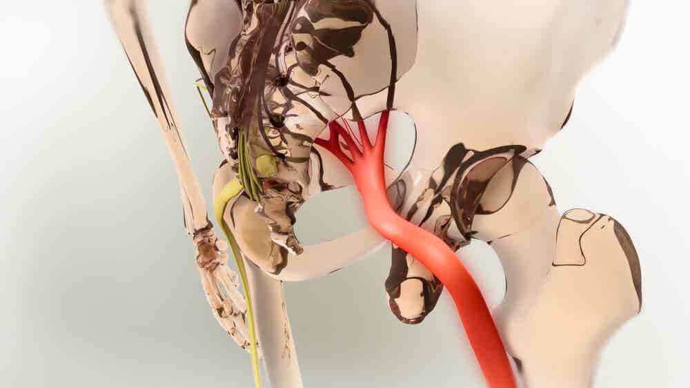The sciatic nerve.
