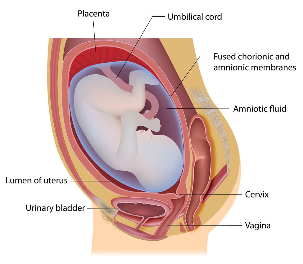 la placenta es un órgano