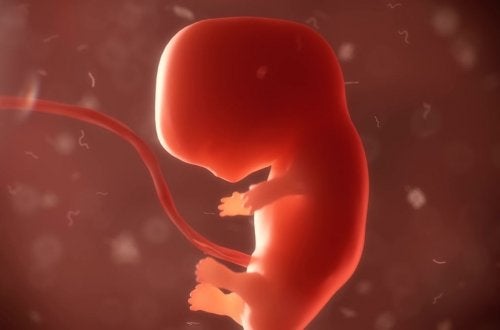Representación de un embrión