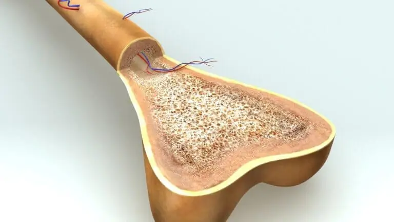Osteogénesis: ¿cómo se produce el crecimiento de los huesos?