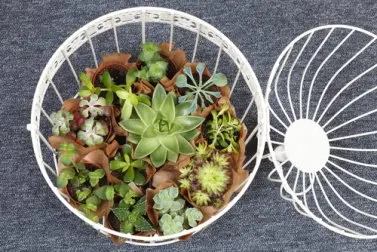 Ideas originales para decorar con suculentas