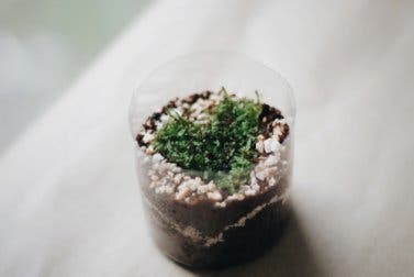4 ideas de macetas hechas con botellas de plástico