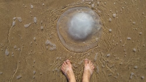¿Cómo prevenir y tratar las picaduras de medusa?